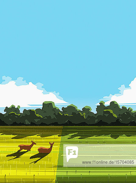 Hirsche entspannen sich in einem sonnigen ländlichen Feld