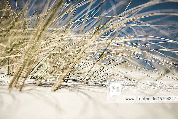 Nahaufnahme Strandhafer in einer sonnigen Sanddüne