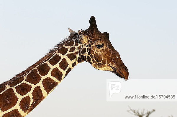 Masai Giraffe (Giraffa camelopardalis) Samburu Kenya