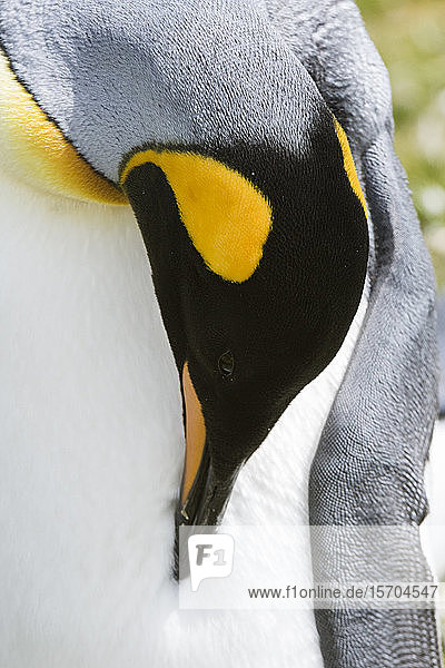 Bildnis des Königspinguins (Aptenodytes patagonica)  Falkland-Inseln