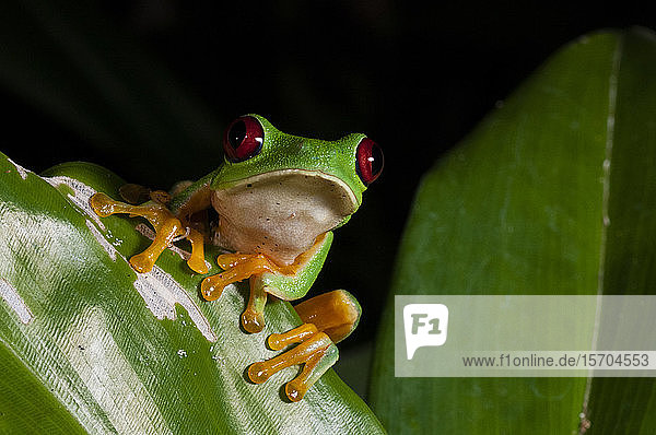 Red-eyed tree frog (Agalychnis callidryas) Manuel Antonio National Park Costa Rica