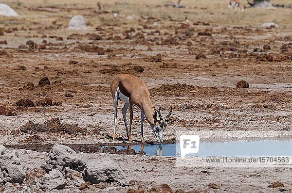 Springböcke (Antidorcas marsupialis) trinken am Wasserloch  Nxai-Pan-Nationalpark  Botswana