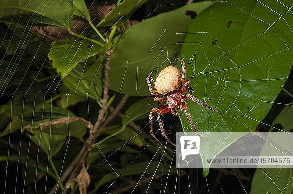 Spinne (Eryophora sp.) weiblich  Manuel-Antonio-Nationalpark  Costa Rica