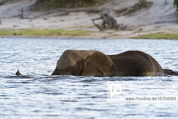 Afrikanischer Elefant (Loxodonta africana) im Chobe-Fluss  Chobe-Nationalpark  Botswana