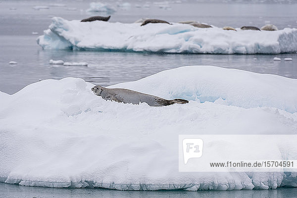 Auf Eis ruhende Krabbenfresserrobbe (Lobodon carcinophaga)  Gerlache-Meerenge  Antarktis