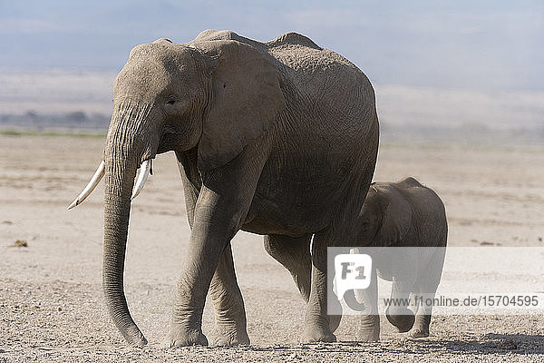 African elephant (Loxodonta africana) and cub Amboseli National Park Kenya