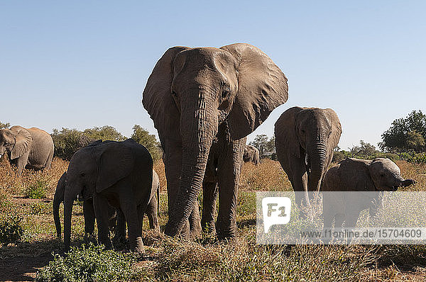 Herde afrikanischer Elefanten (Loxodonta africana)  Mashatu-Wildreservat  Botswana