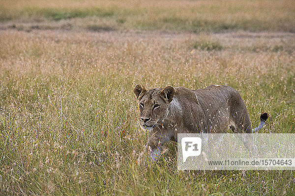 Löwin (Panthera Löwe) beim Wandern in der Savanne  Masai Mara National Reserve  Kenia