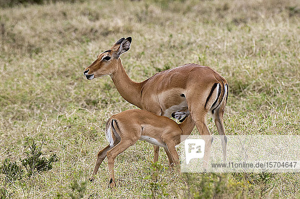 Impala (Aepyceros melampus) und Kalb   Masai Mara-Nationalpark  Kenia