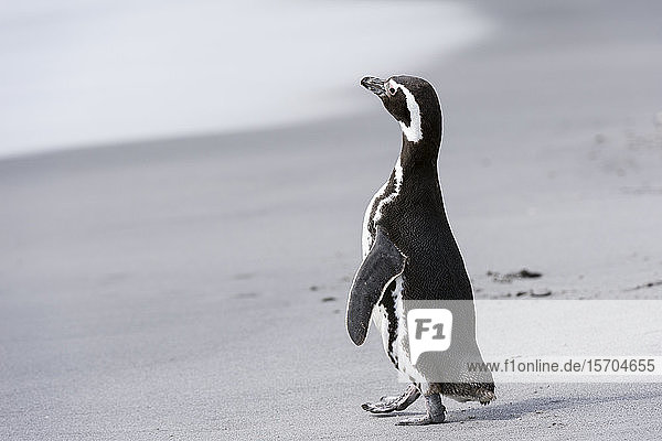 Magellan-Pinguin (Spheniscus magellanicus) am Strand  Falkland-Inseln