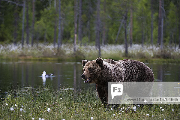 Europäischer Braunbär (Ursus arctos) beim Spaziergang am Seeufer  Kuhmo  Finnland