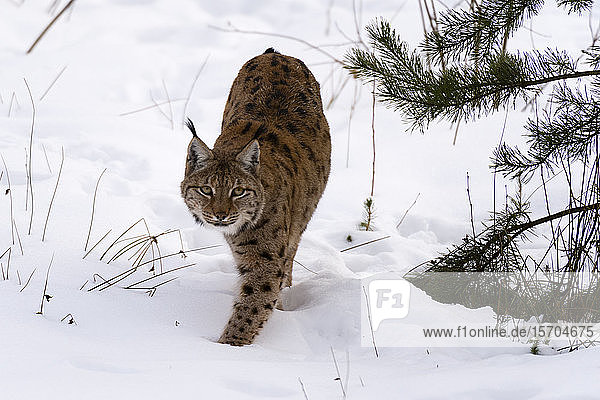 Europäischer Luchs (Lynx linx)  in Gefangenschaft  Nationalpark Bayerischer Wald  Bayern  Deutschland