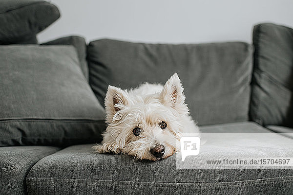 Pet dog resting on couch in living room