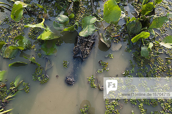Krokodilschwimmen im Fluss Cuiaba  Pantanal  Mato Grosso  Brasilien