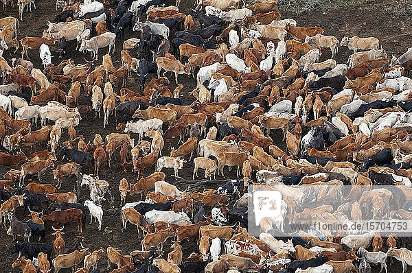 Herde von Massai-Rindern  Masai Mara National Reserve  Kenia