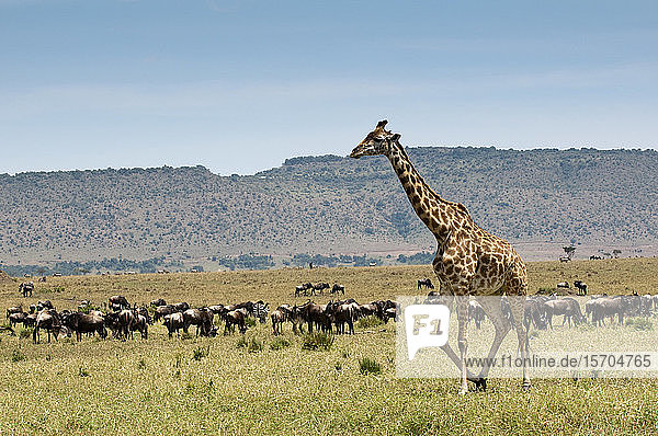 Masai Giraffe (Giraffa camelopardalis)  Masai Mara National Reserve  Kenia