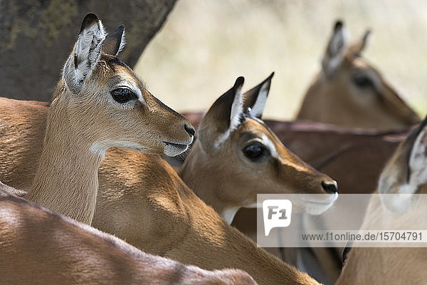 Impala (Aepyceros melampus)  Nakuru-See-Nationalpark  Kenia
