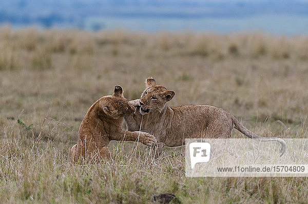 Löwin (Panthera leo) spielt mit Jungtier  Masai Mara National Reserve  Kenia