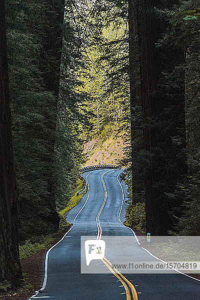 Windy road through Redwood forest  California  USA