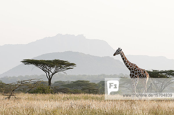 Masai-Giraffe (Giraffa camelopardalis)  Samburu  Kenia
