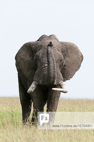 Afrikanischer Elefant (Loxodonta africana)  Masai Mara-Nationalreservat  Kenia