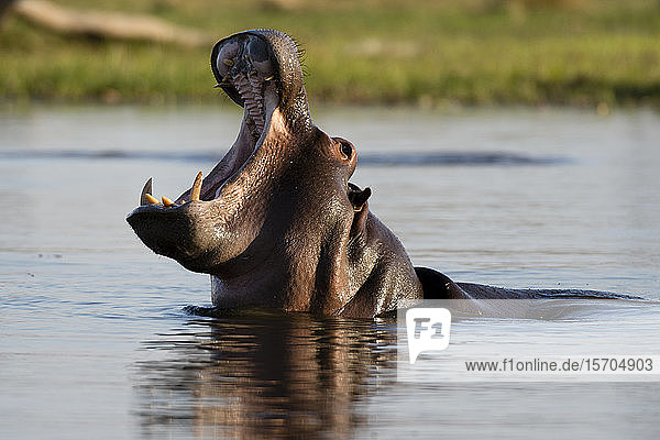 Flusspferd (Hippopotamus amphibius) mit offenem Maul im Fluss  Khwai-Konzession  Okavango-Delta  Botswana