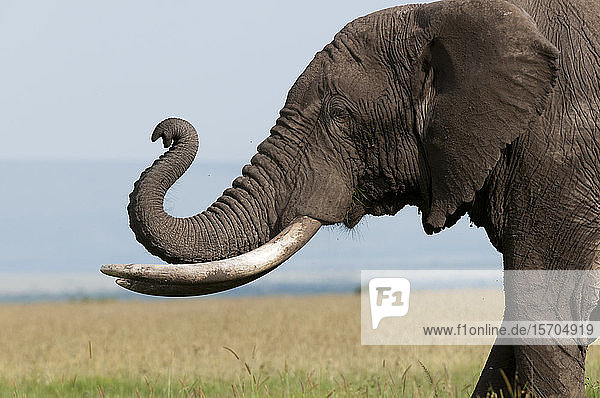 Afrikanischer Elefant (Loxodonta africana)  Masai Mara-Nationalreservat  Kenia