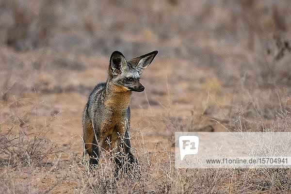 Bat-eared fox (Otocyon megalotis) Kalama Conservancy Samburu National Reserve Kenya