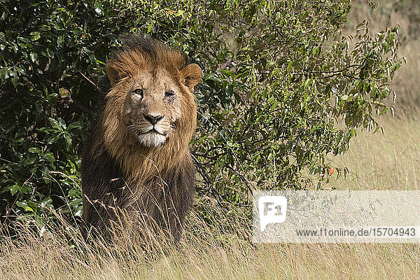 Bildnis eines männlichen Löwen (Panthera Leo)  Masai Mara National Reserve  Kenia