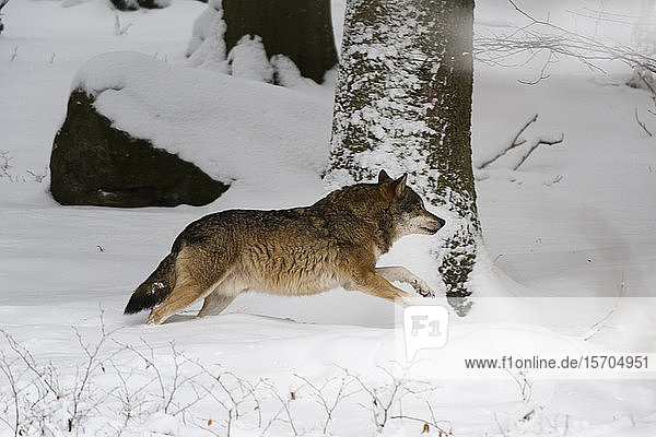 Grauer Wolf (Canis lupus)  im Schnee laufend  Gefangener  Nationalpark Bayerischer Wald  Bayern  Deutschland