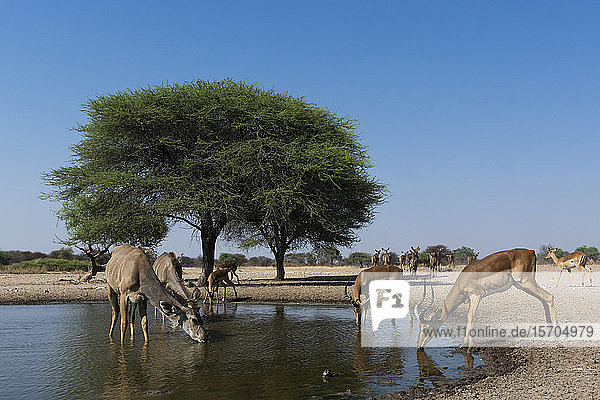 Ferngesteuertes Kamerabild von Großem Kudus (Tragelaphus strepsiceros) und Impalas (Aepyceros melampus) am Wasserloch  Kalahari  Botswana