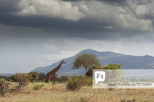 Giraffe (Giraffa camelopardalis)  Tsavo-Ost-Nationalpark  Kenia
