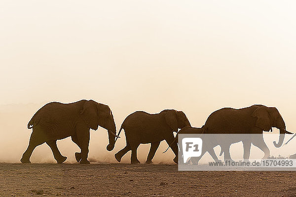Afrikanische Elefanten (Loxodonta africana) und Jungtiere  Amboseli-Nationalpark  Kenia