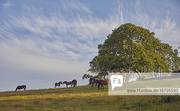 Ponys auf Ackerland mit einer Esche im Hintergrund  am Rande des East Okement Valley  Dartmoor National Park  Devon  England  Vereinigtes Königreich  Europa