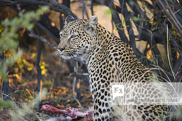 Leopard (Panthera pardus) bei einer Tötung  Khwai Private Reserve  Okavango-Delta  Botswana  Afrika