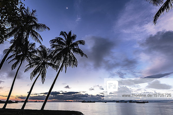 Palmen am Hafen von Sittwe vor Sonnenaufgang  mit Wolken und kleinem Mond am Morgenhimmel  Sittwe  Myanmar (Birma)  Asien