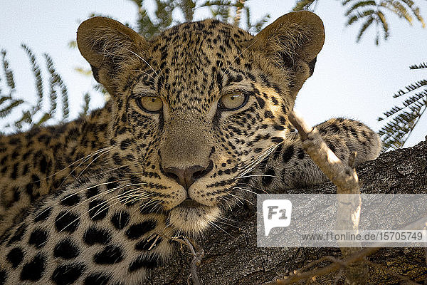 Leopard im Baum (Panthera pardus)  Krüger-Nationalpark  Südafrika  Afrika