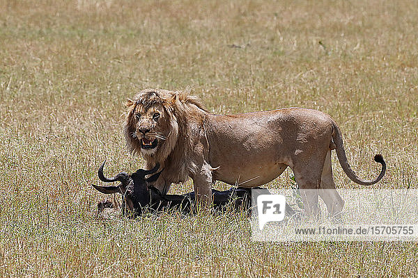 Löwe (Panthera leo) mit erlegtem Gnu in der Savanne  Masai Mara National Park  Kenia  Ostafrika  Afrika
