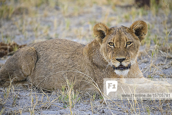 Junges Löwenbaby (Panthera leo)  etwa 6 Monate alt  Khwai Private Reserve  Okavango Delta  Botswana  Afrika