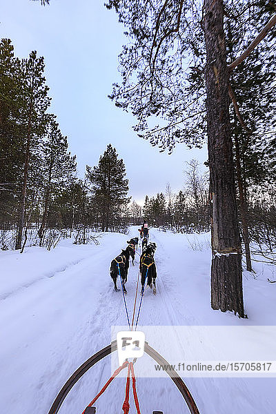 Alaskan Husky gezogene Hundeschlitten rasen durch verschneiten Wald  Dämmerung im Winter  Alta  Finnmark  Polarkreis  Nordnorwegen  Skandinavien  Europa