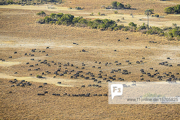 Luftaufnahme einer Herde afrikanischer Büffel (Kap-Büffel) (Syncerus caffer)  Macatoo  Okavango-Delta  Botswana  Afrika