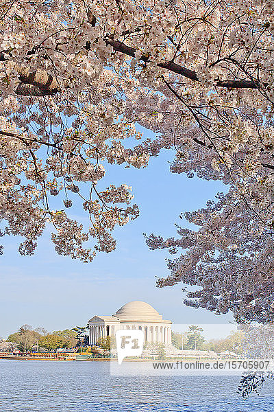 Cherry blossoms  Washington  DC  United States of America  North America