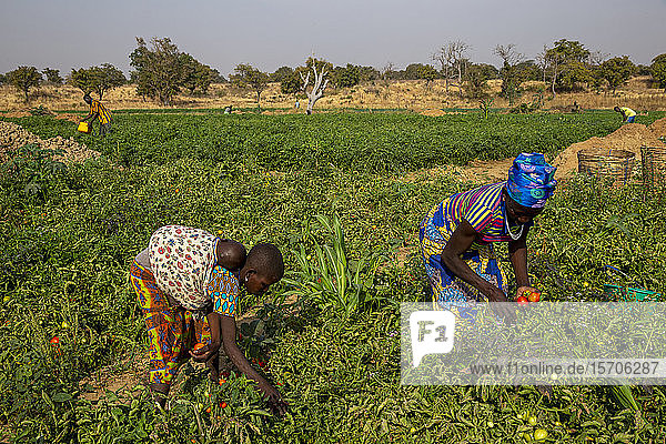 Mädchen und Frau pflücken Tomaten in Namong  Togo  Westafrika  Afrika