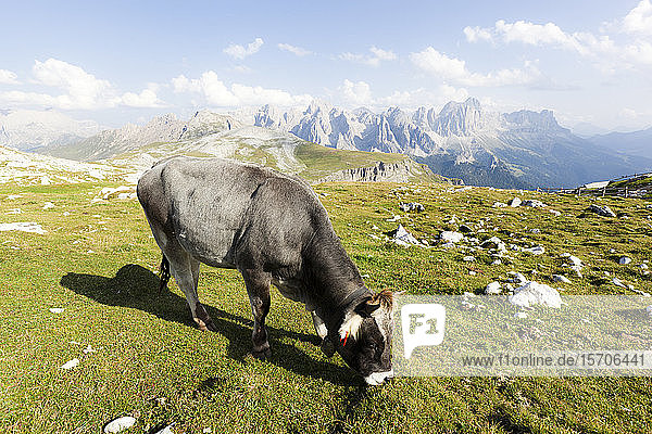 Italien Trentino-Südtirol Weidende Einzelkuh in den Dolomiten