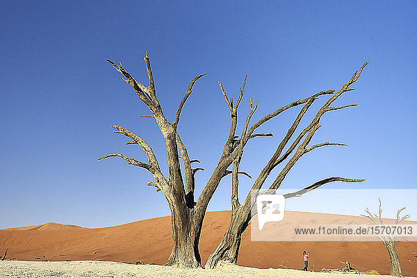 Tote Bäume in Deadvlei  Sossusvlei  Namib-Wüste  Namibia