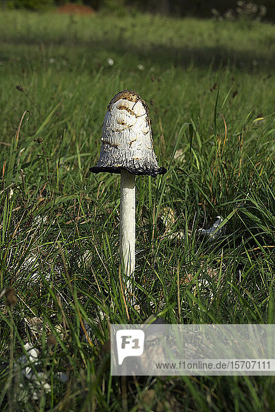 Germany  Brandenburg  Parasol mushroom growing in grass