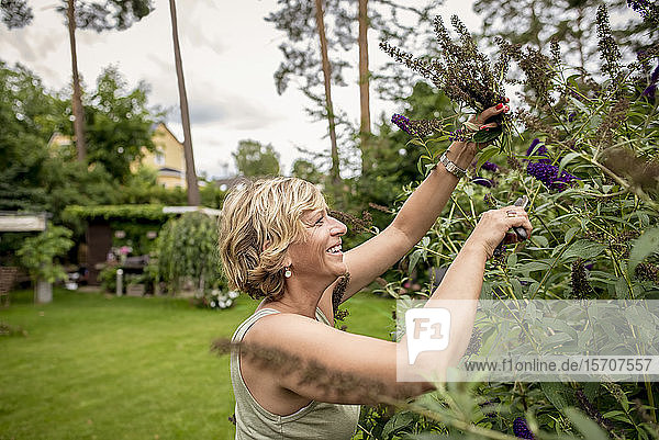 Happy woman gardening pruning butterfly bush
