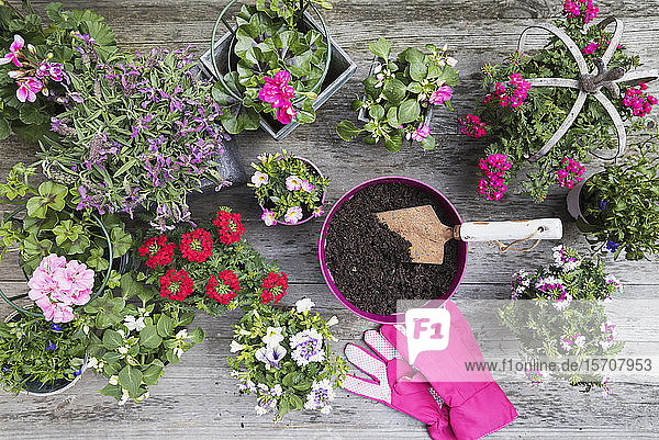 Flowers in pots and gardening gloves