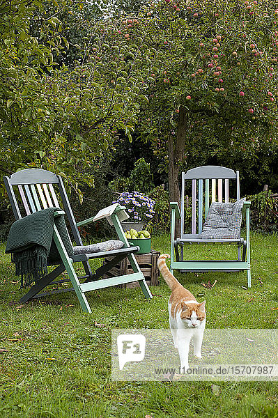 Cat walking in garden in front of two deck chairs and apple tree