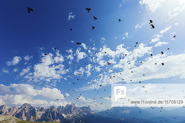 Italien Trentino-Südtirol Großer Vogelschwarm über den Dolomiten